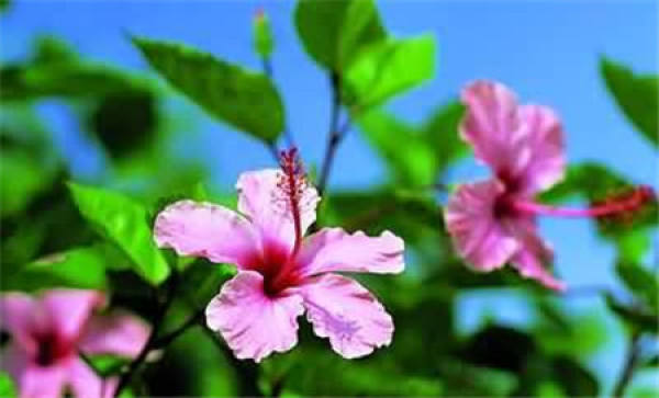 Fu Sang