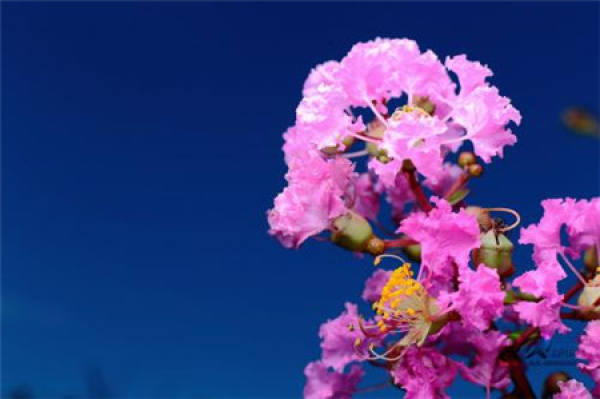 Lagerstroemia indica