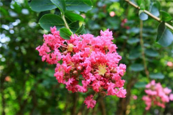 Lagerstroemia indica