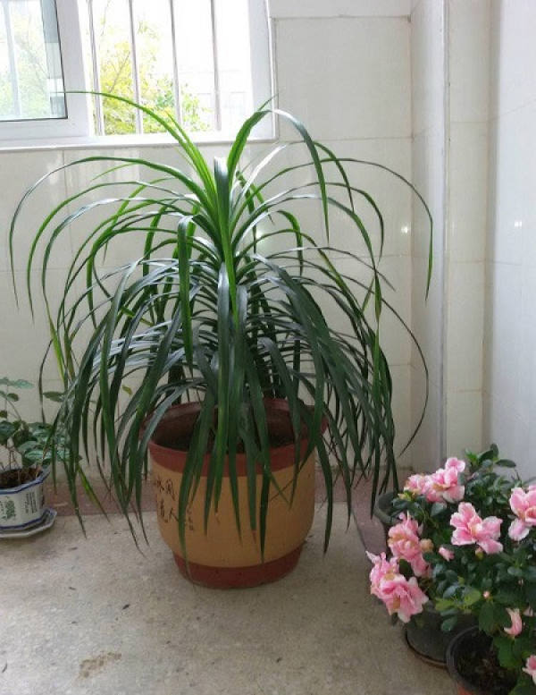 Potted dragon's beard orchid