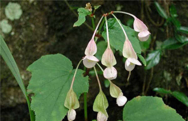 Begonia monoptera