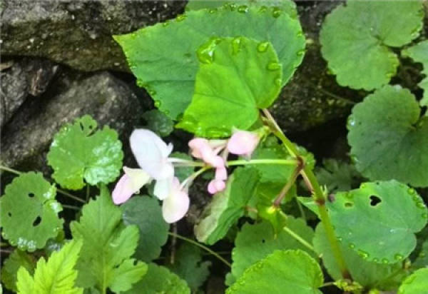 Begonia holostylus