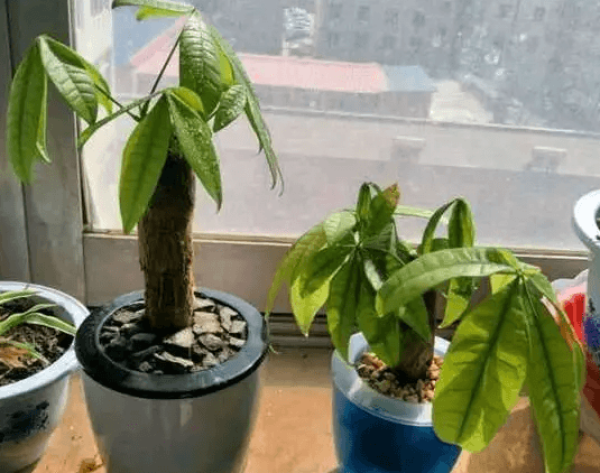 Fortune Tree