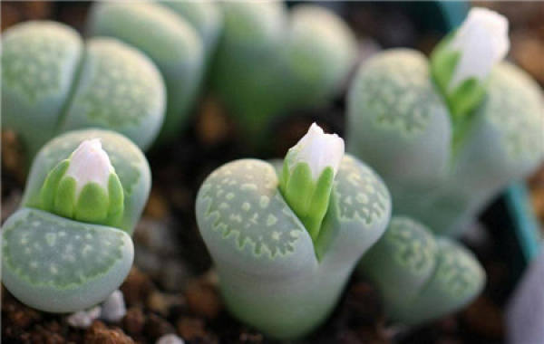 Raw stone flower pot