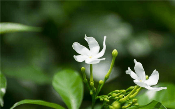 Windmill jasmine blossom