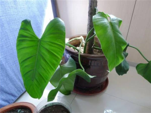 Emerald plant