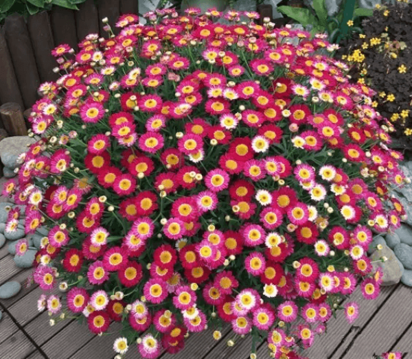 Petunia hybrida