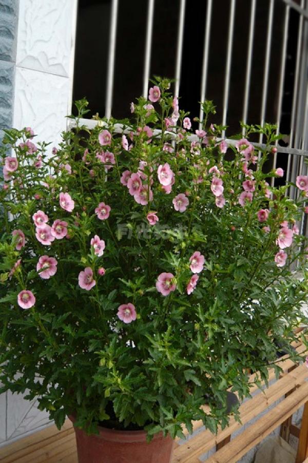 Hibiscus syriacus