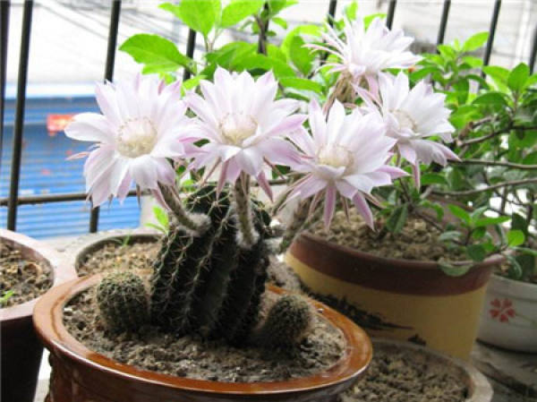 Rootless cactus
