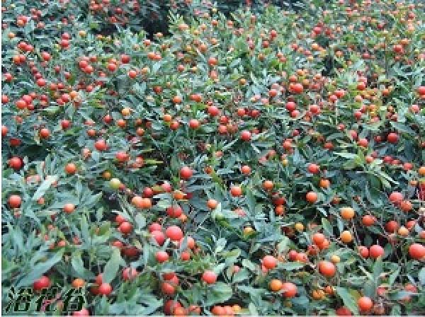 Winter Coral Plant