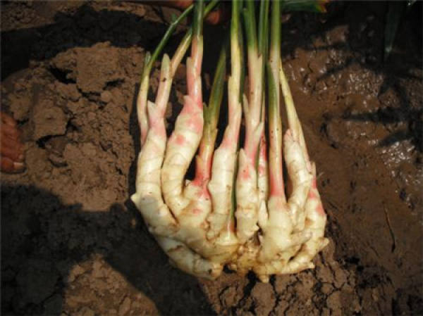 tender ginger