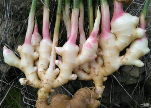 Rhizoma Zingiberis