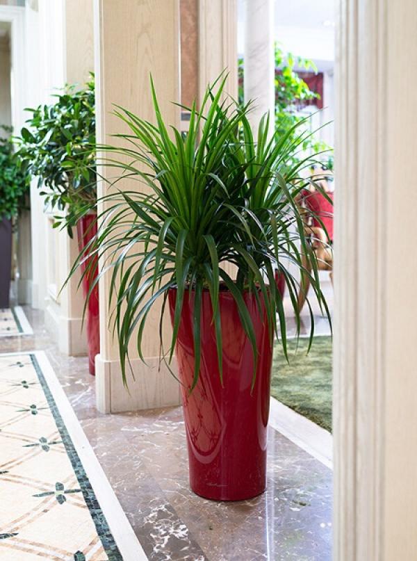 Dracaena