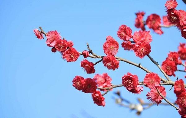 Plum blossom