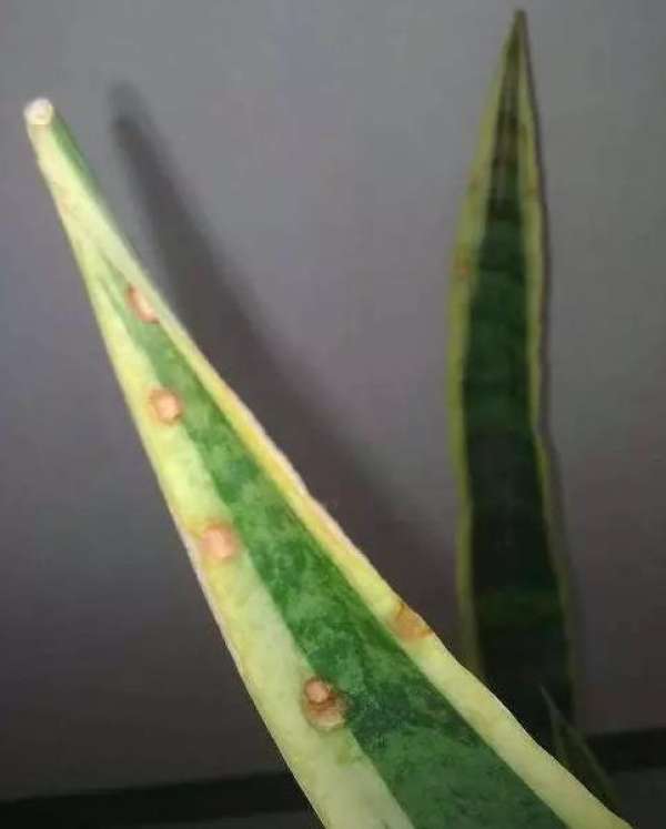snake plant results