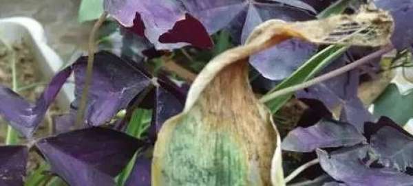 The leaves of tiger orchid turn yellow.