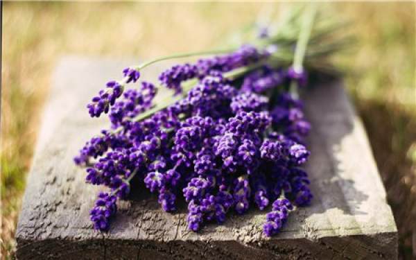 Lavender