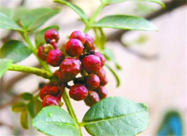 Zanthoxylum planifolium