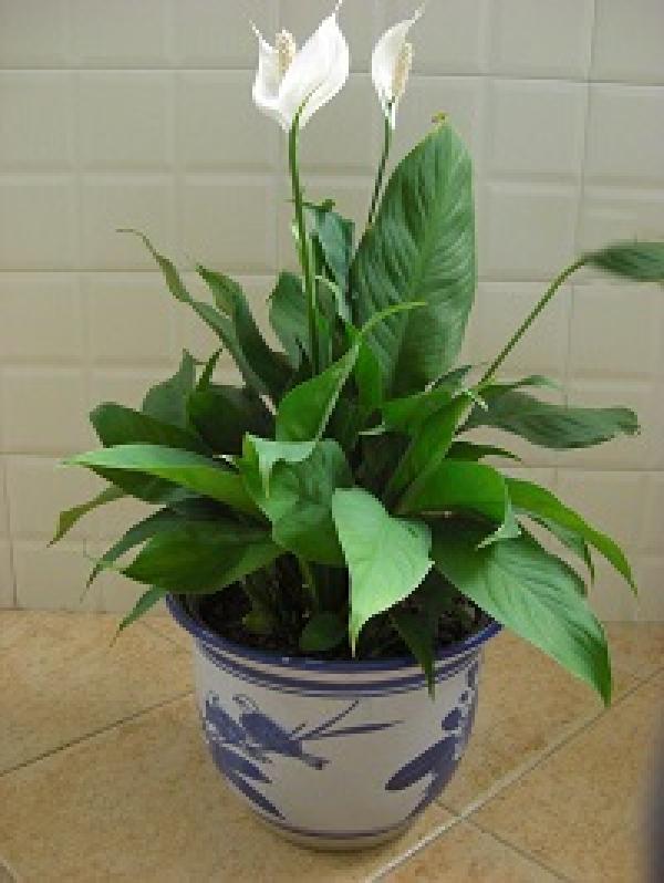 Spathiphyllum