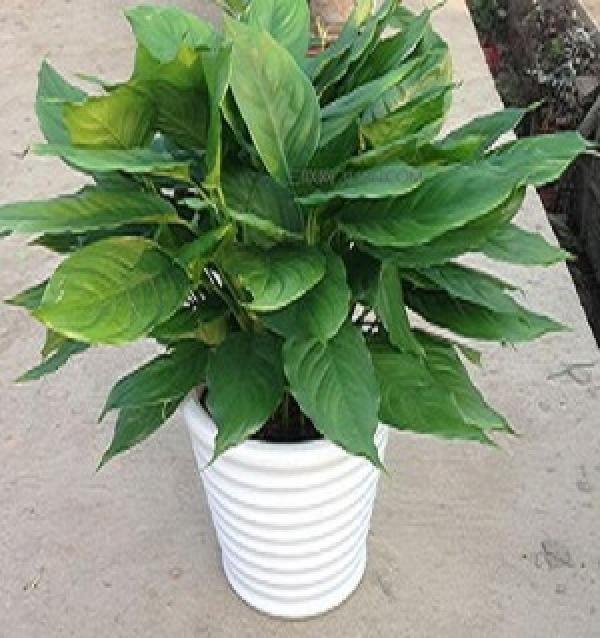 Potted Dieffenbachia
