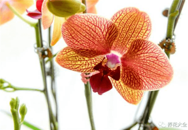 Phalaenopsis insolation