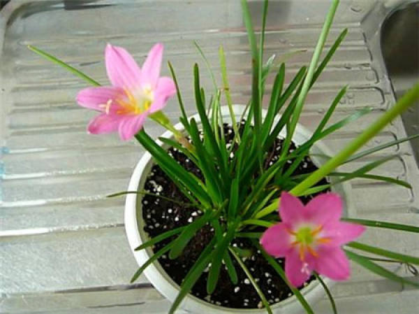 potted rain orchid