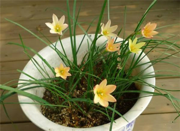 Calystegia chinensis