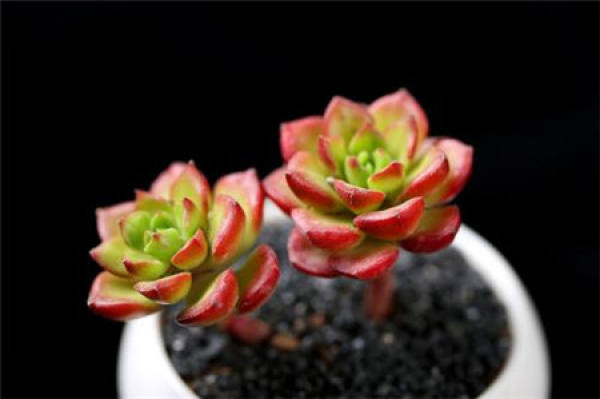 Potted Tia