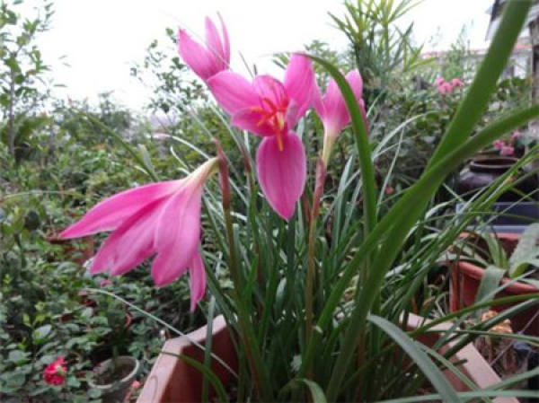 Calystegia chinensis