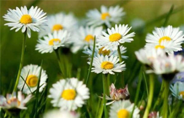 Daisy