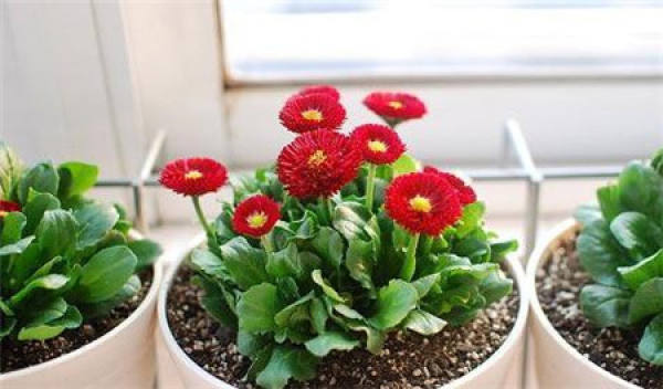 Potted Daisy