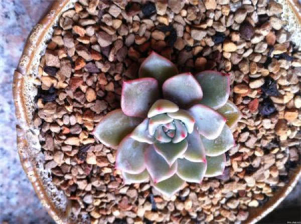 Potted fleshy