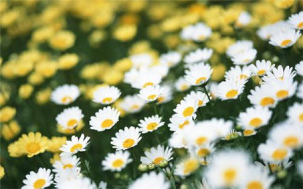 Daisy