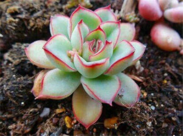 Pink Lady Potted Plant