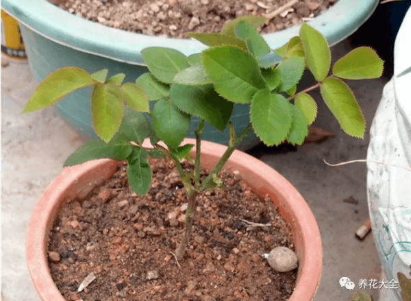 A new Chinese rose
