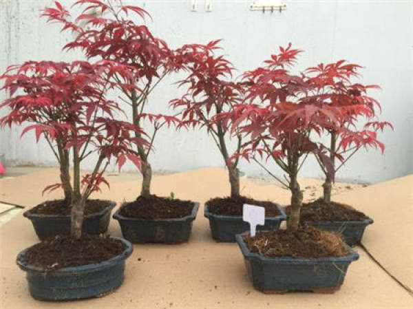 Red maple potted