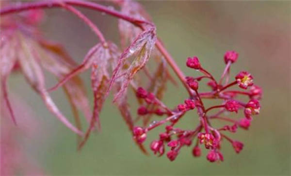 Red Maple Plant