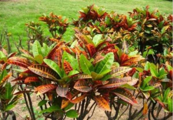 potted plant with Ficus aureus