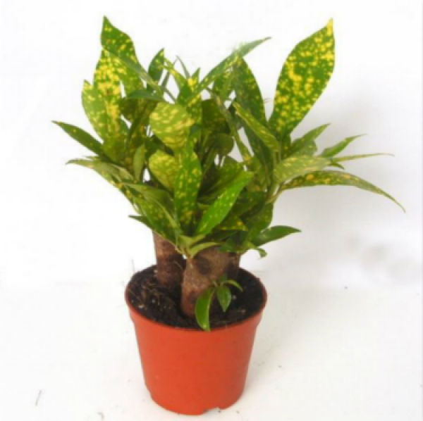Potted Ficus microcarpa