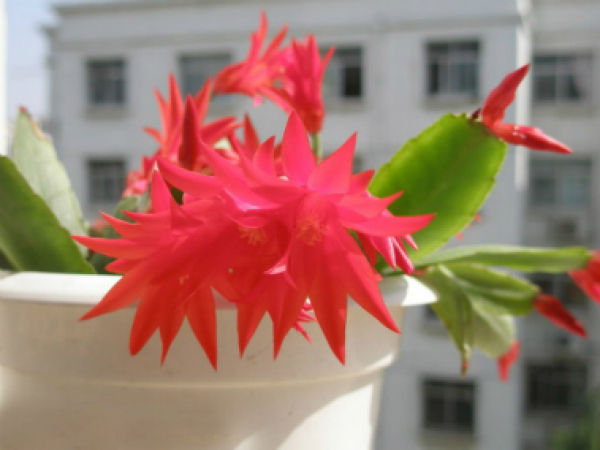 Potted false epiphyllum