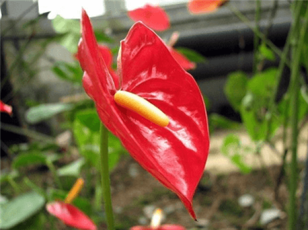 Healthy Anthurium