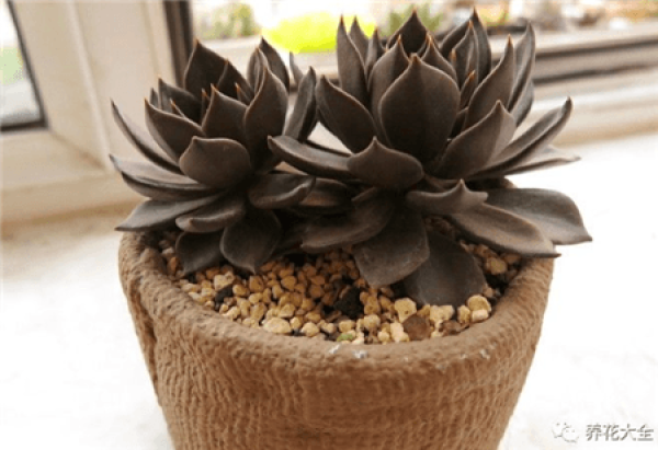 Black Prince