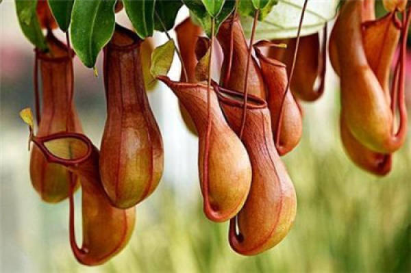 Miraculous pitcher plant