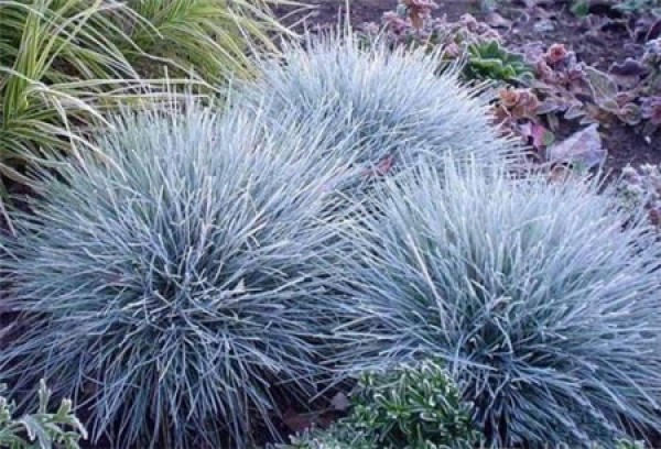 Blue fescue plant
