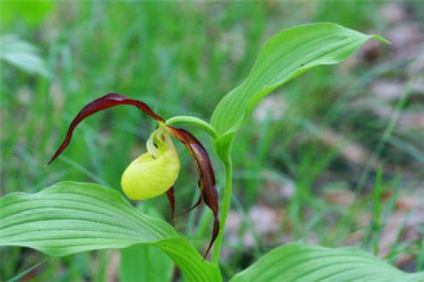 Cypripedium plant