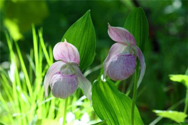 Cypripedium plant