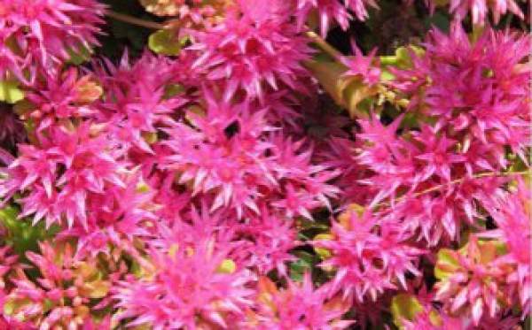 Flowering