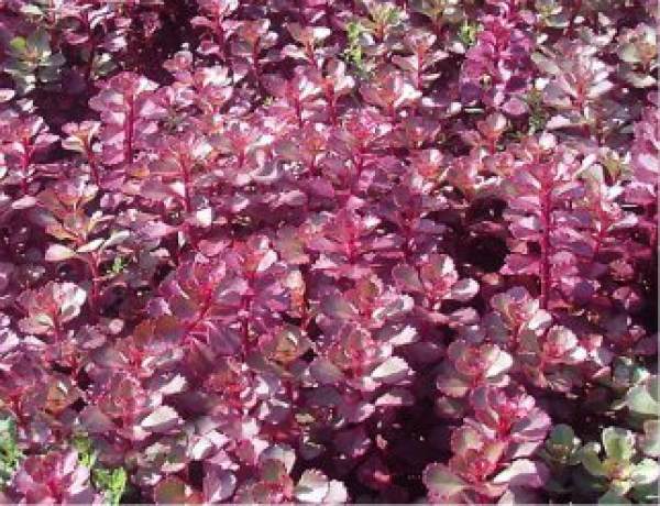 Sedum spectabile