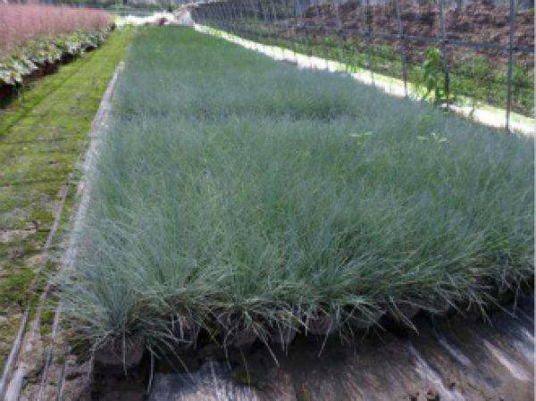 Festuca glauca plantation