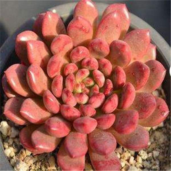 Ruby Fleshy